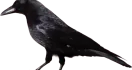 Black Crow